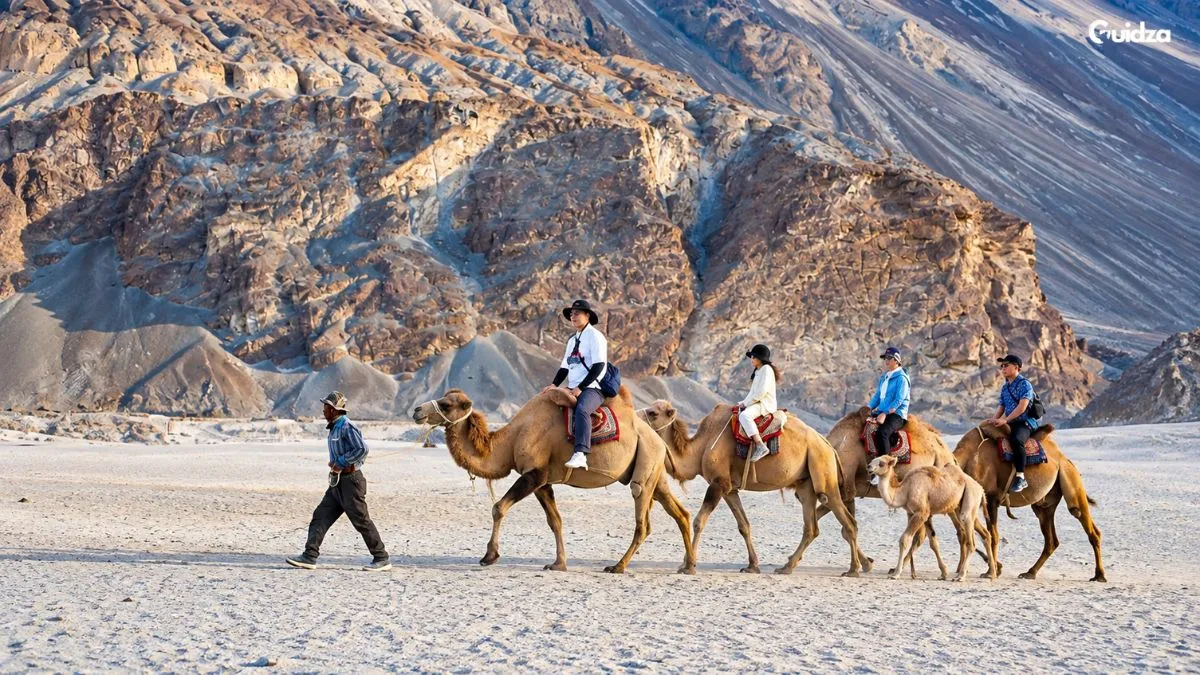 camel safari in nubra valley